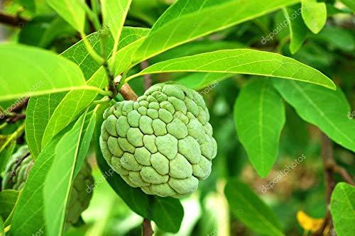 Custard-apple